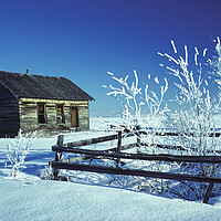 Buy canvas prints of pioneer log home and trees covered with hoarfrost by Dave Reede