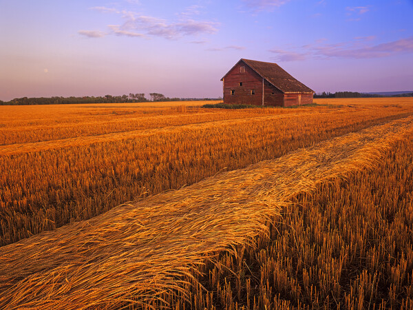 swathed spring wheat and old barn in the background Picture Board by Dave Reede