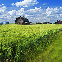 Buy canvas prints of abandoned farm, wind-blown  durum wheat field by Dave Reede
