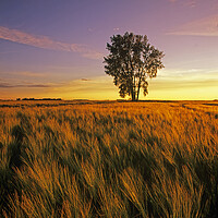 Buy canvas prints of maturing barley crop with cottonwood tree in the background by Dave Reede