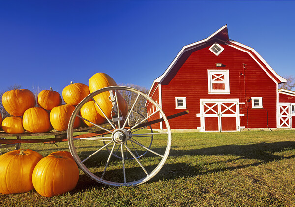 pumpkins in front of red barn Picture Board by Dave Reede