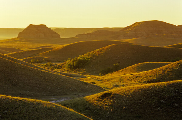 morning light  over the Big Muddy Badlands Picture Board by Dave Reede