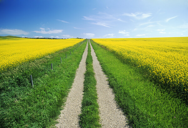 road through farmland with bloom stage canola on both sides Picture Board by Dave Reede