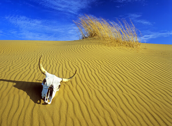 cow skull in the sand Picture Board by Dave Reede