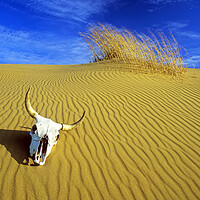 Buy canvas prints of cow skull in the sand by Dave Reede