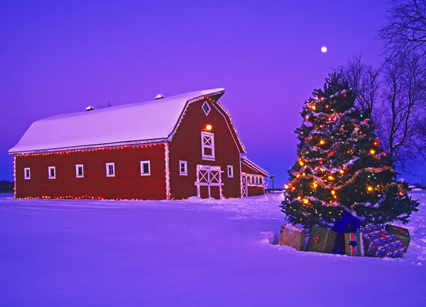 red barn with Christmas tree Picture Board by Dave Reede