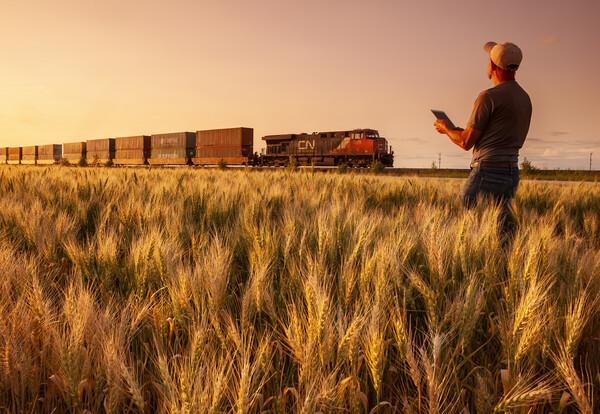 spring wheat field near a passing train   Picture Board by Dave Reede
