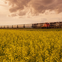 Buy canvas prints of rail cars carrying containers pass a bloom stage canola field by Dave Reede