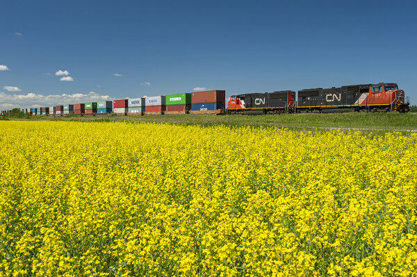 rail cars carrying containers pass a bloom stage canola field Picture Board by Dave Reede