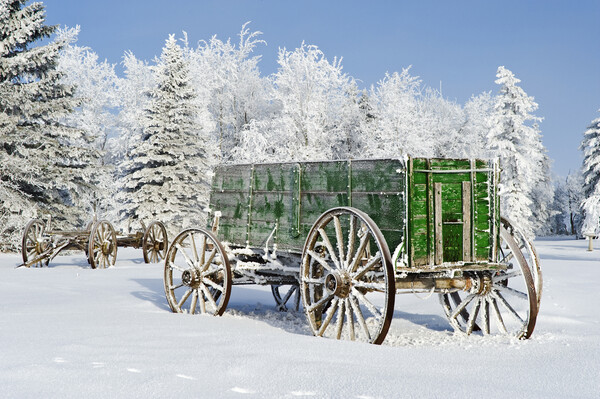 old wagon in the hoarfrost Picture Board by Dave Reede