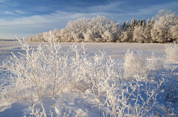 farmland with hoarfrost Picture Board by Dave Reede