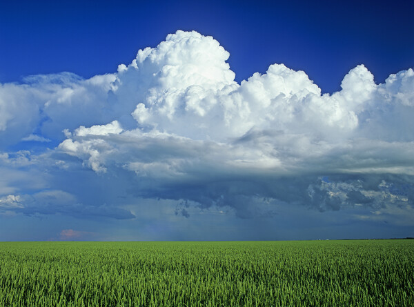 wheat field with a cumulonimbus cloud mass in the background Picture Board by Dave Reede