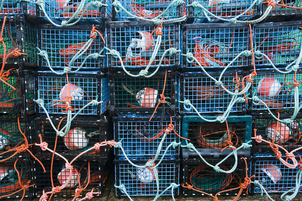 close-up of lobster trap Picture Board by Dave Reede