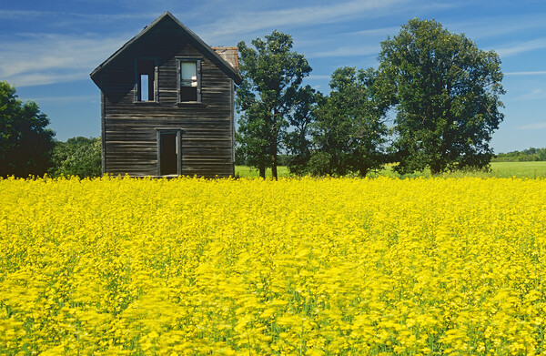 Old House Next to Canola Field Picture Board by Dave Reede