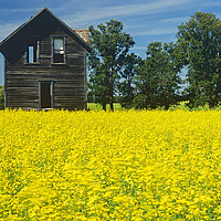 Buy canvas prints of Old House Next to Canola Field by Dave Reede