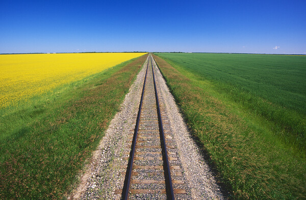 Railway Through Farmland Picture Board by Dave Reede