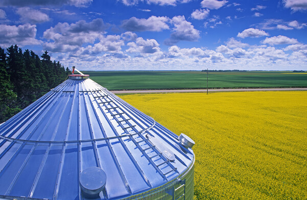Farmland With Grain Bin in the Foreground Picture Board by Dave Reede