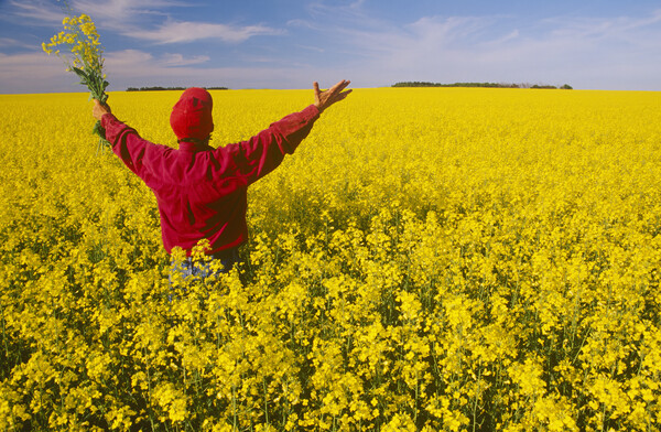 looking out over canola field Picture Board by Dave Reede