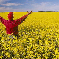 Buy canvas prints of looking out over canola field by Dave Reede