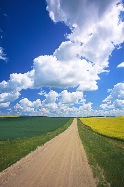 Road Through Farmland Picture Board by Dave Reede