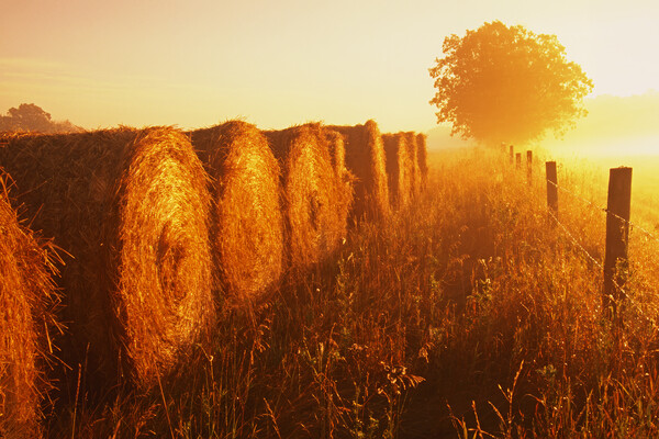 wheat straw bales at the edge of farmland Picture Board by Dave Reede
