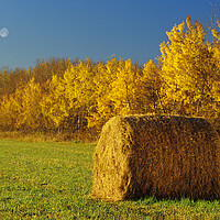 Buy canvas prints of Hay Bale by Dave Reede