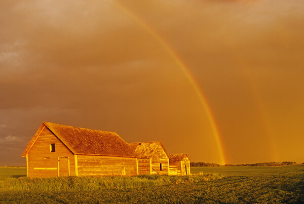 rainbow over old granaries Picture Board by Dave Reede