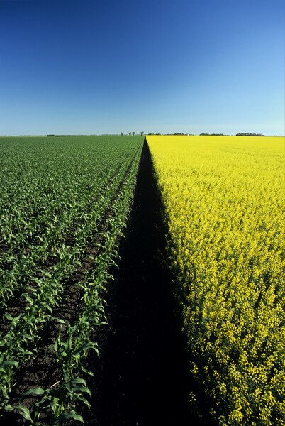 early growth corn and blooming canola Picture Board by Dave Reede