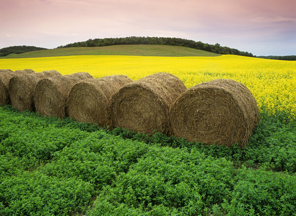 alfalfa field with round alfalfa bales and bloom stage canola in the background Picture Board by Dave Reede