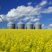 Buy canvas prints of bloom stage canola field with grain storage bins by Dave Reede