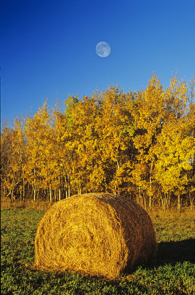 Hay Bale Picture Board by Dave Reede