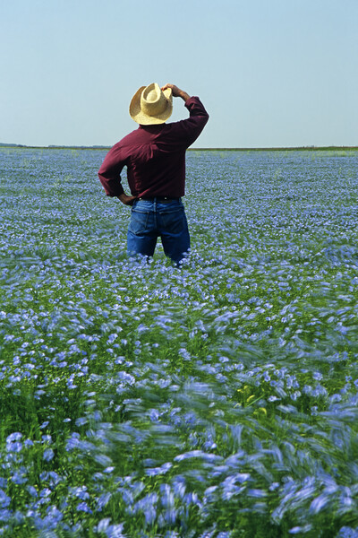 Man in Flax field Picture Board by Dave Reede