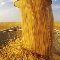 Buy canvas prints of Oat Harvest by Dave Reede
