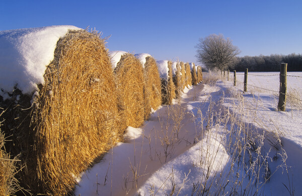 straw bales at the edge of farmland Picture Board by Dave Reede