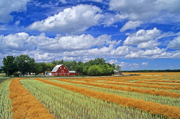swathed canola and Red Barn Picture Board by Dave Reede