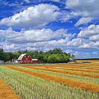 Buy canvas prints of swathed canola and Red Barn by Dave Reede