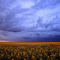 Buy canvas prints of blooming canola field with developing cumulonimbus cloud by Dave Reede