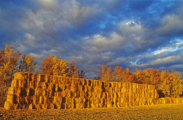 straw bales in autumn light Picture Board by Dave Reede