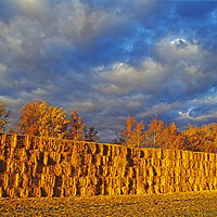 Buy canvas prints of straw bales in autumn light by Dave Reede