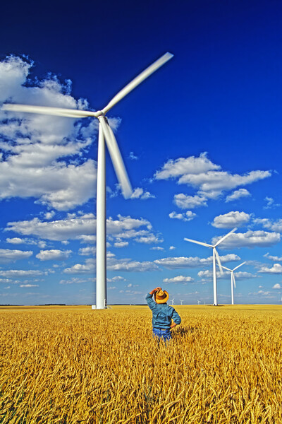 man in spring wheat field viewing wind turbines Picture Board by Dave Reede
