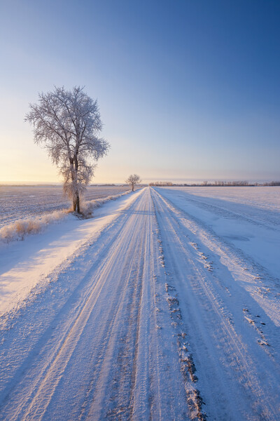 backroad through farmland  in winter Picture Board by Dave Reede