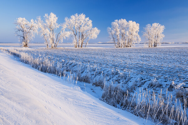 cultivated farmland patterns in winter Picture Board by Dave Reede