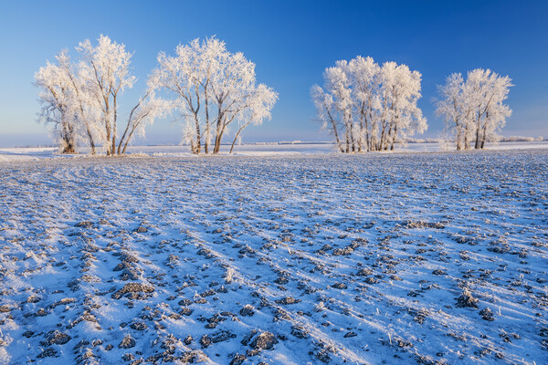 cultivated farmland patterns in winter Picture Board by Dave Reede
