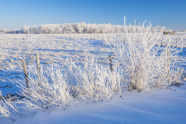 farmland  in winter  Picture Board by Dave Reede