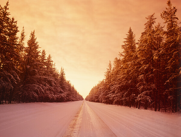 Winter Road Through Pine Forest Picture Board by Dave Reede