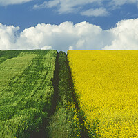 Buy canvas prints of Path Through Barley and Canola by Dave Reede
