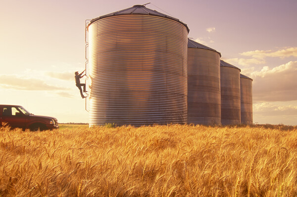 a farmer climbs a grain storage bin Picture Board by Dave Reede