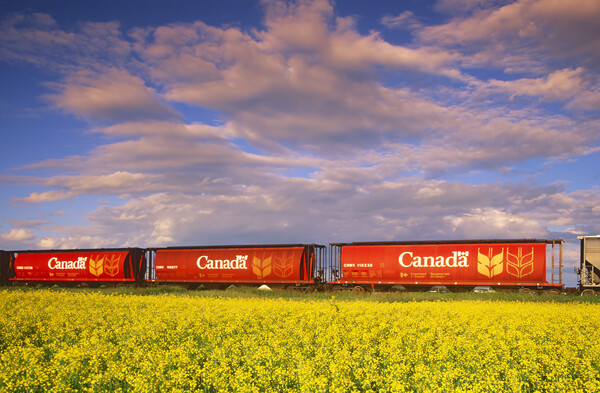 rail hopper cars in front of a canola field Picture Board by Dave Reede