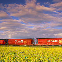 Buy canvas prints of rail hopper cars in front of a canola field by Dave Reede