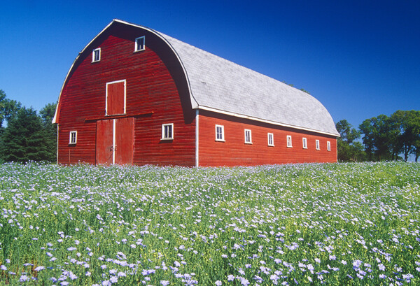flax field in front of red barn Picture Board by Dave Reede